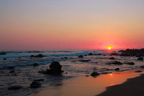 a group of birds flying over the ocean at sunset at Troncones Point Hostel in Troncones