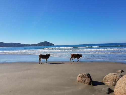 two cows walking on a beach near the ocean at Pousada Gopak in Praia do Rosa