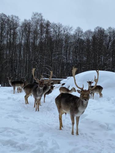 a group of deer standing in the snow at Rubikiai LUX Duplex Apartamentai in Anykščiai