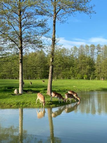 three giraffes drinking water from a pond at Rubikiai LUX Duplex Apartamentai in Anykščiai