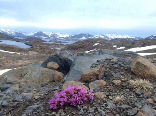 a cluster of purple flowers on top of a mountain at Hotel Repvåg in Repvåg