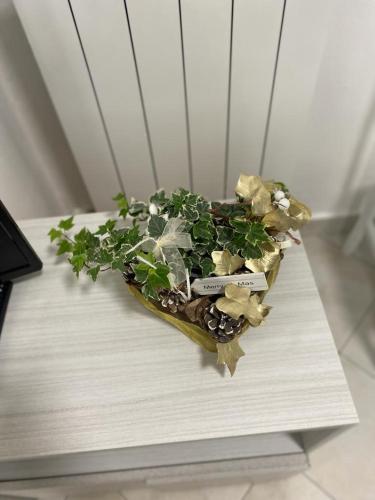 a plant sitting on top of a wooden table at senza pensieri al fiume in Crema