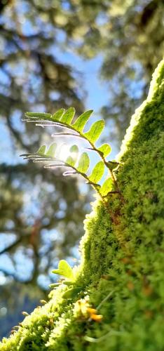 a small green plant growing on a moss covered wall at Casa de campo Jaulares in Alaska