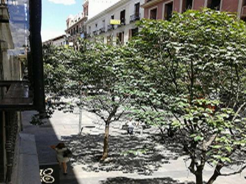 a woman walking down a sidewalk next to trees at Hostal Ginebra in Madrid