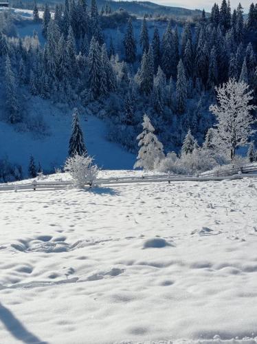 a snow covered field with trees in the background at Ecottage котедж для двох у горах із чаном-джакузі in Slavske