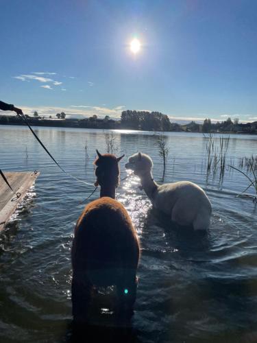 two sheep standing in the water near a dock at KASZUBY SeliRaj GospAgro Alpaki,dwa pokoje-niezależnie wejście in Dzierzążno