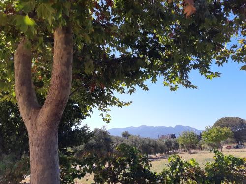 a tree in a field with mountains in the background at Swan House Panoramic View - Near the sea in Zipárion