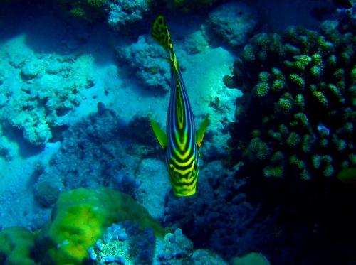 a yellow and black striped fish in the ocean at Ras Rana Lodge in Rasdu