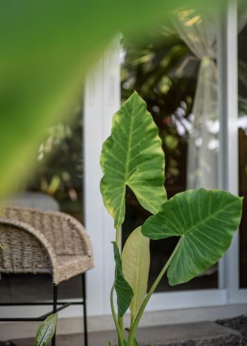 a large green leafy plant in front of a door at Marii Hotel Boutique in San Francisco