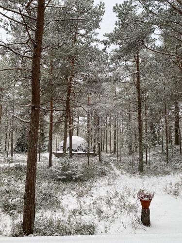 a snow covered forest with trees and a vase at Pokemaja Nõva männimetsas in Rannaküla
