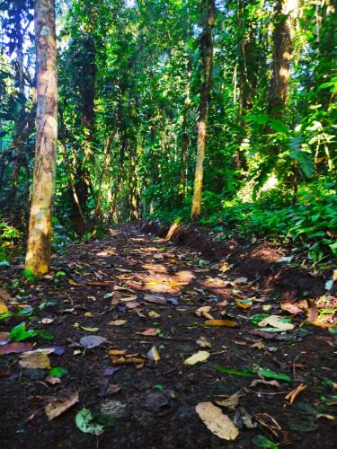 a dirt trail in the middle of a forest at Amphibia House in Agua Azul