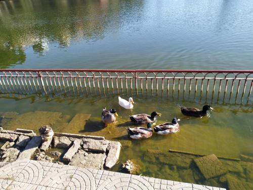 a group of ducks swimming in the water at Ritu Raj Home Stay & Cafe in Malther