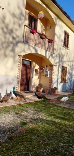a group of birds standing outside of a house at Il Castellare in Gualdo Tadino