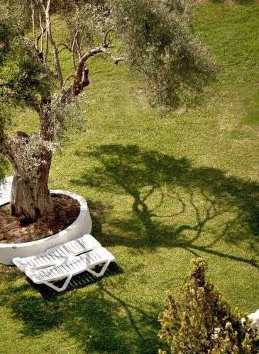 a bonsai tree sitting next to a white bench at Palmariva Beach Hotel in Eretria