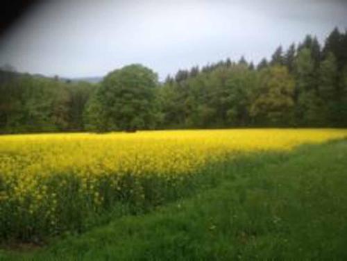 a field of yellow flowers in a green field at Ferienhaus Napoleon in Waldmünchen