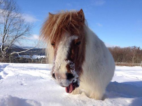 a brown and white pony standing in the snow at Ferienhaus Napoleon in Waldmünchen