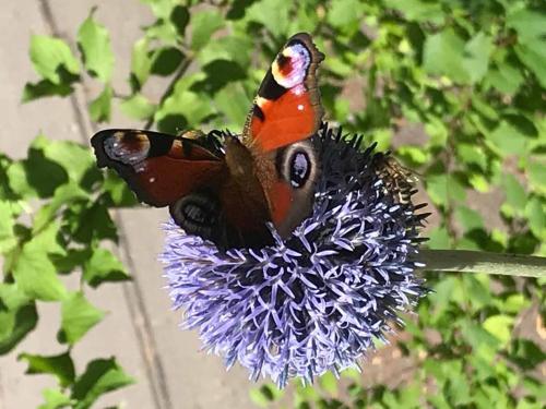 a butterfly sitting on top of a purple flower at Ferienhaus Napoleon in Waldmünchen