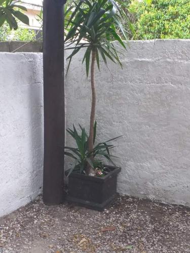 a palm tree in a black pot next to a wall at Luna Azul in Piriápolis