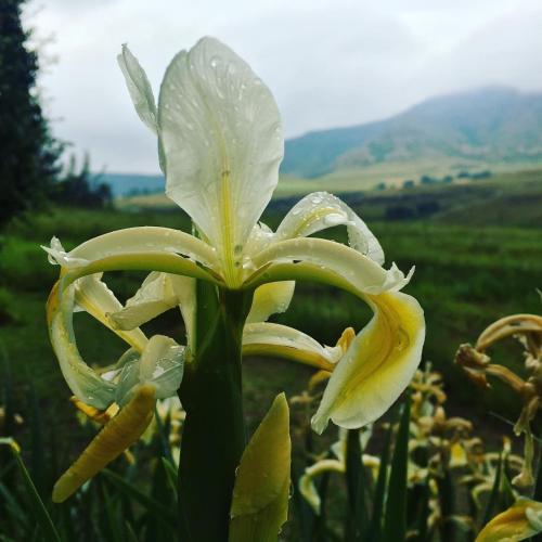 a white and yellow flower with rain drops on it at Jovali Clarens in Clarens