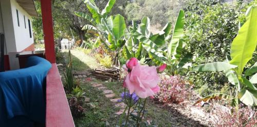 a pink flower in the middle of a garden at Finca Umnisa - Choachi in Choachí