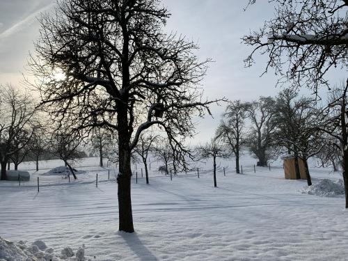 a snow covered park with a tree in the foreground at Ferienwohnung-Mühlviertel in Oepping