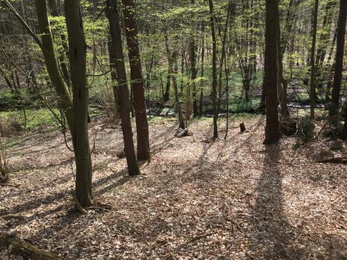 a wooded area with trees casting shadows on the ground at Bungalows am Waldessaum bei Hohenzieritz in Hohenzieritz