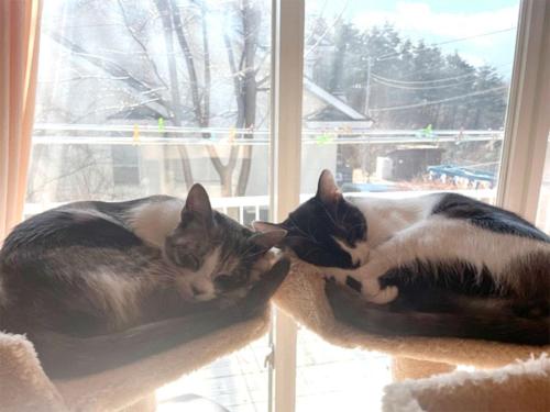 dos gatos tirados en un estante de gatos en una ventana en Blanche Mori - Vacation STAY 86844v en Hokuto