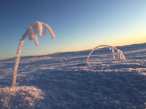 a field with a palm tree in the snow at Iceland Inn Lodge, entire place with hot tub. in Selfoss