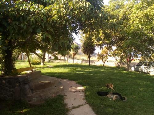 two dogs laying in the grass in a park at La Catalina in Cachí