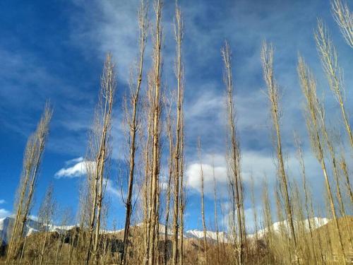 Gallery image of Snow Lion Ladakh in Leh
