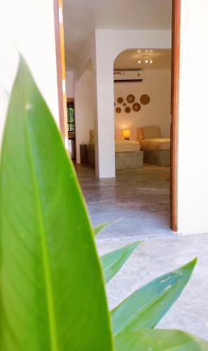 a green plant in a living room with a couch at LiLi's Rooms in Ko Lanta