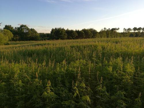 a field of tall grass with trees in the background at Hærvejsly - Perfekt familiebase til oplevelse af Sydjylland in Give