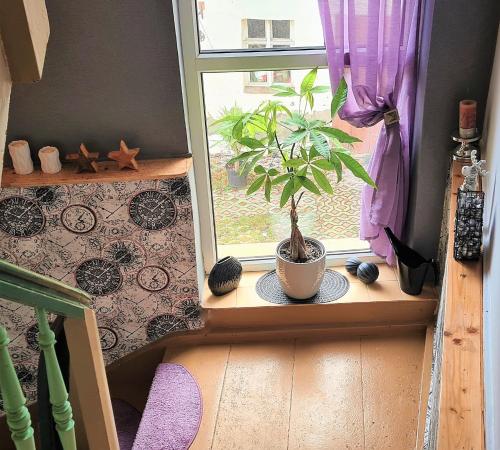 a plant sitting on a window sill next to a window at Pension Schmatka Matka in Lutherstadt Eisleben