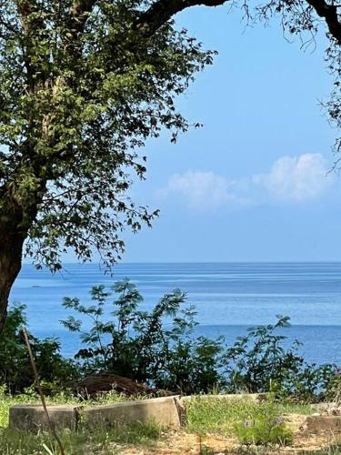 a tree sitting next to a body of water at Tamarind Tree Zanzibar in Mazizini