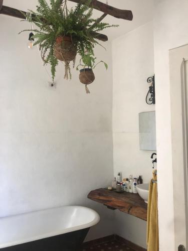 a bathroom with a toilet and a plant on the wall at La Limonaia di Casagrande in Barga