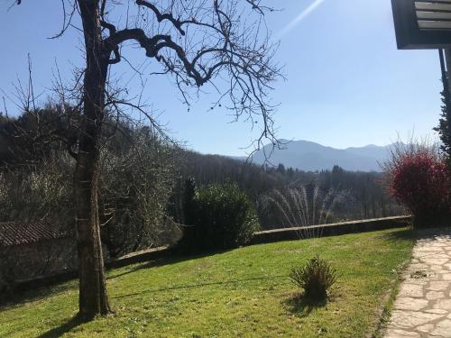 a field of grass with a tree in the foreground at La Limonaia di Casagrande in Barga