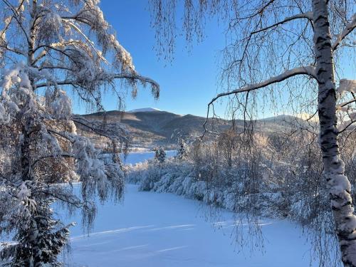 uma vista de Inverno para um rio com árvores cobertas de neve em Adamówka Smerek em Smerek