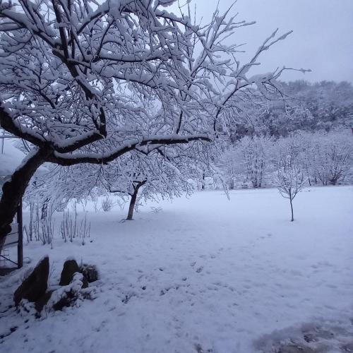 a tree covered in snow in a field at Три горішки in Yaremche