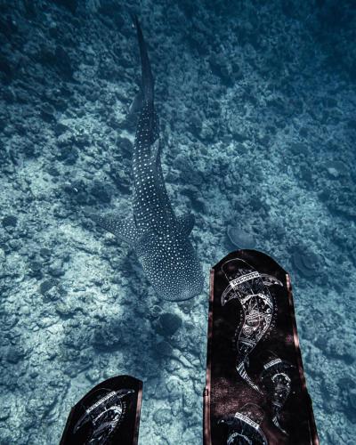Fotografie z fotogalerie ubytování Oceana Boutique v Maafushi
