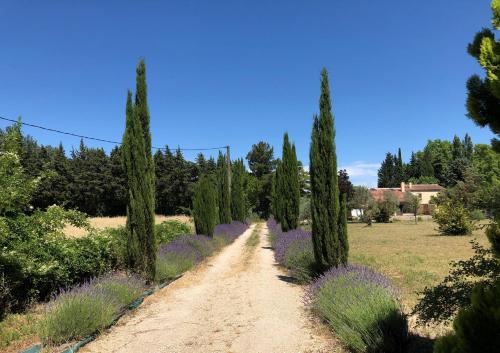 un chemin de terre avec des arbres et des fleurs violettes dans l'établissement la Caumontoise, à Caumont-sur-Durance