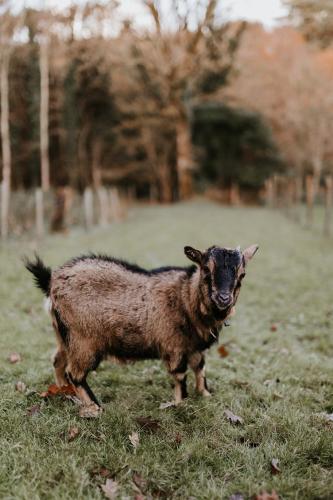 a brown sheep standing in a field of grass at Gîtes du Bulz, en pleine forêt proche de la mer in Pleyber-Christ