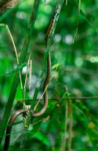 a snake is clinging to a tree branch at Sinharaja Forest Gate in Deniyaya