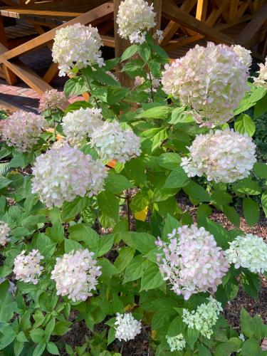 a bunch of pink flowers in a garden at Okka Holiday Home in Alajõe