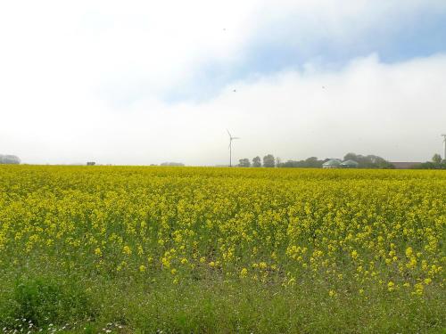 ドルヌマージールにあるApartment Norderney by Interhomeの風車を背景にした黄色い花畑