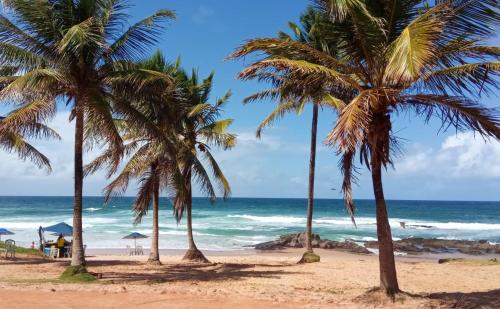 un grupo de palmeras en una playa con el océano en Toca da Rapoza en Salvador