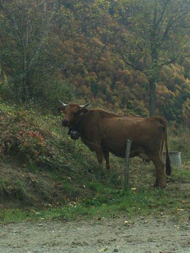 a brown cow standing on the side of a hill at Appart st François longchamp in Saint-François-Longchamp
