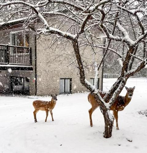 three deer standing next to a tree in the snow at Complexe LIVTremblant by Gestion ELITE - LIV3 in Mont-Tremblant