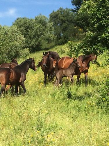 a group of horses running in a field at Azienda Agrituristica Le Chiuse in Manciano