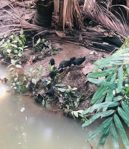 a group of birds standing in the dirt near the water at Summer Time Hiriketiya in Dickwella