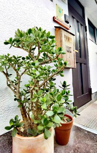 a plant in a pot sitting in front of a door at Bighem Maison in Izumi-Sano